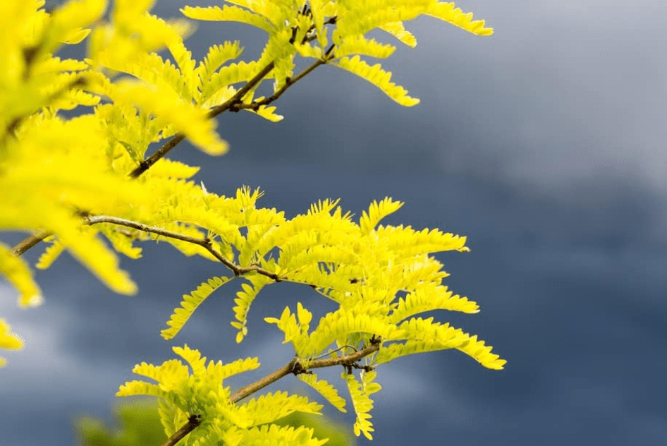
Thornless Honey Locust Seeds for Planting (20 Seeds) - Gleditsia triacanthos Inermis