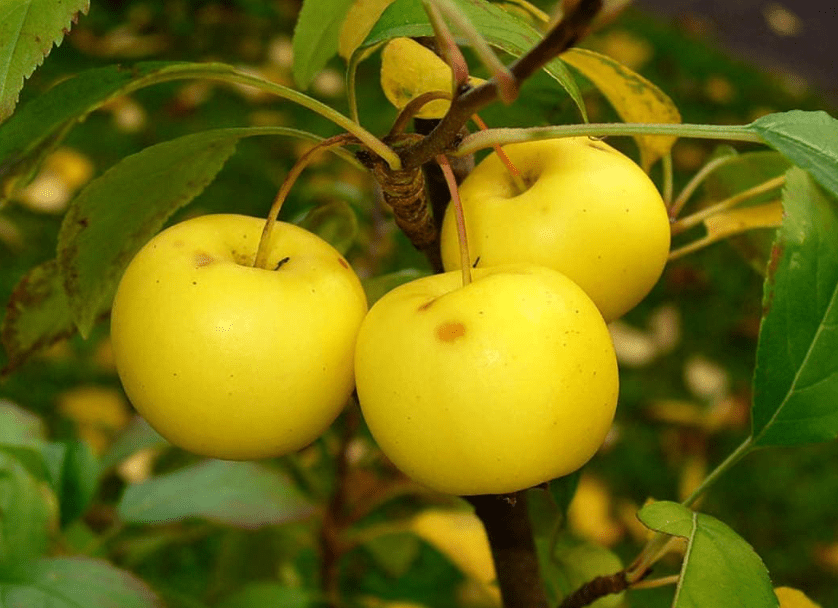 
European Crab Apple, (French Crabapple), Malus Sylvestris, Tree 30 Seeds