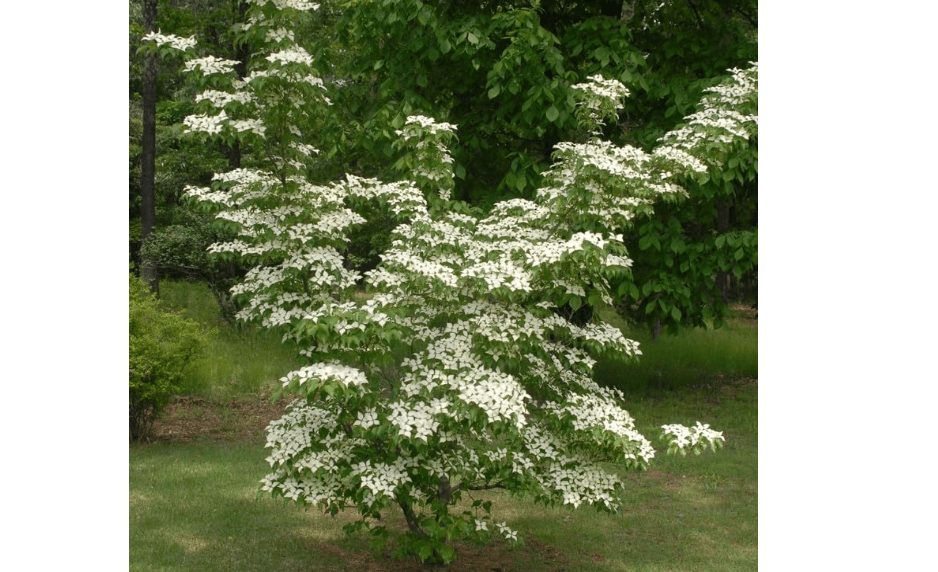 Kousa Dogwood Tree (Cornus) - Live Plant 