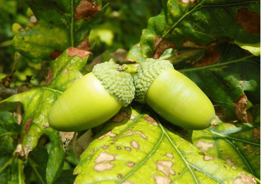 
English Oak Tree Seeds, in White Oak Family T82.5, Quercus Robur Oak Acorns from North Georgia