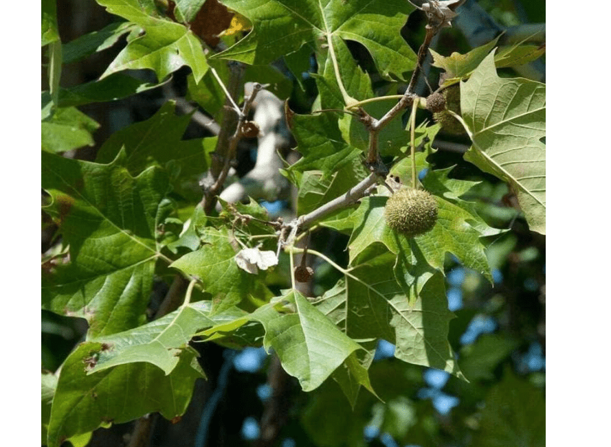 
Platanus occidentalis (American Sycamore, American Plane) Tree Seed, Small red, Yellow Flowers, Fuzzy, Long-Stalked, Spherical Fruiting Balls