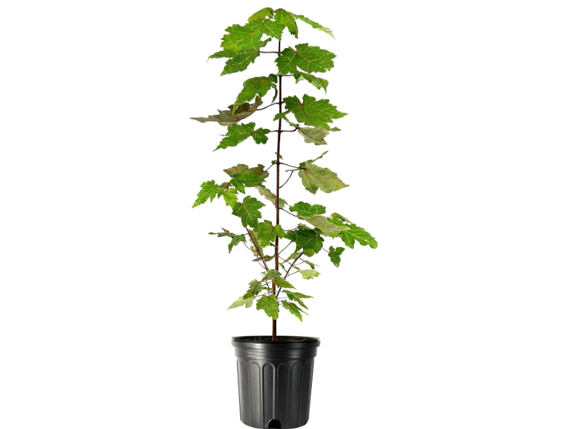 
Red Maple | 3 Large Gallon Size Plants | Acer Rubrum | Fast Growing, Beautiful Fall Foliage, Shade Tree, Low Maintenance, Ideal for Landscaping, Stunning