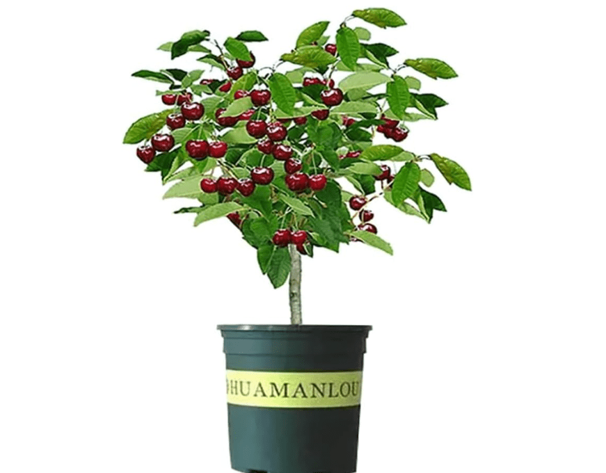 Black Cherry Fruit Tree Live Plant 2 Pack, 15-24 inch Tall -Prunus serotina, Great for Home and Garden Yard Planting