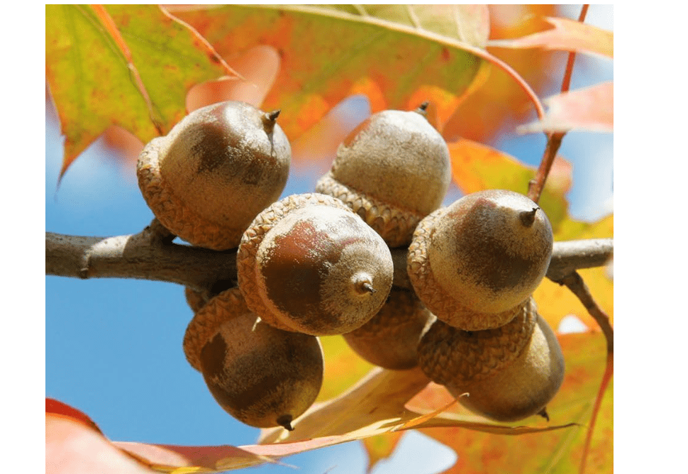 
150 Eastern RED Oak Acorns - Quercus Rubra - Red Oak Family