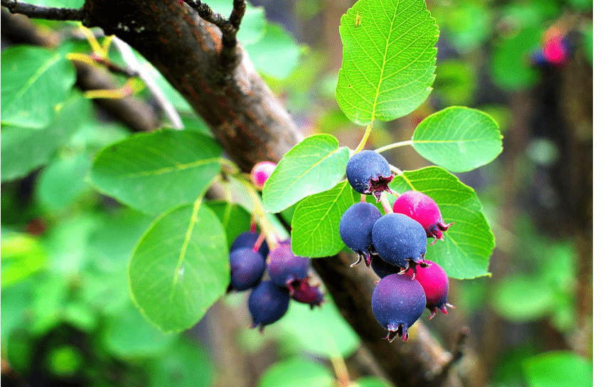 
50 Saskatoon Serviceberry Seeds for Planting Amelanchier alnifolia, Seeds (Edible, Fall Color, Hardy) 50 Seeds to Grow