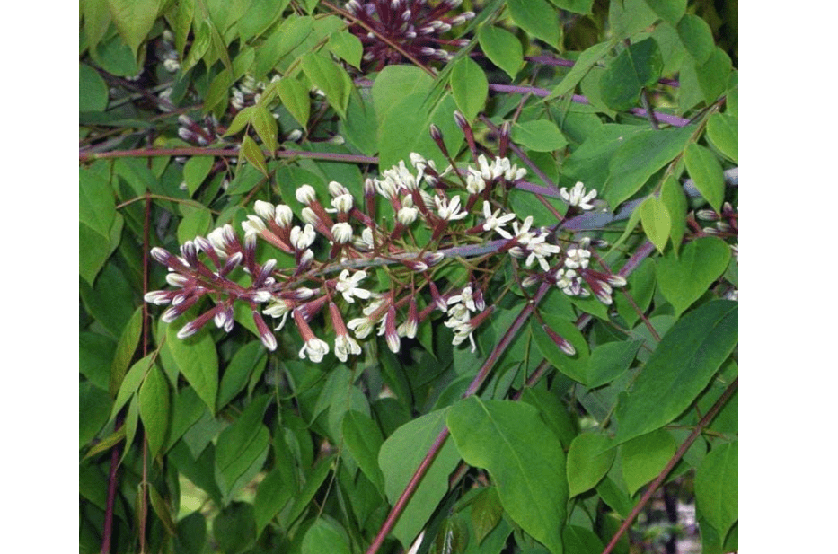 Gymnocladus dioicus (Kentucky Coffee Tree) Tree Seed, Large airy Pink-Bronze or Dark Bluish-Green Leaves, Greenish White Flowers, You Choose The Quantity