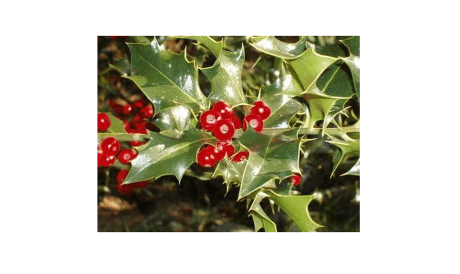 
Ilex aquifolium: English Holly Seeds