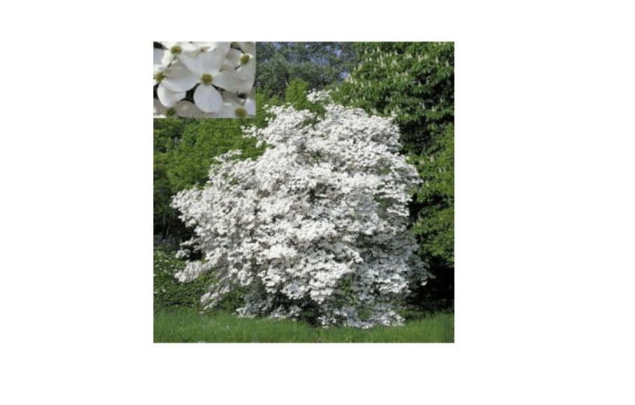 
FLOWERING DOGWOOD CORNUS FLORIDA 10 seeds by Tropical Oasis