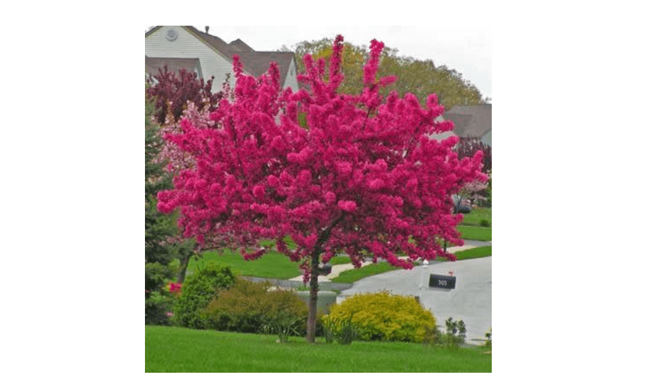 
Brighter Blooms Prairifire Crabapple Tree, 4-5 Ft. - Vibrant Blossoms in Springtime | Colorful Flowers and Foliage | Bird-Friendly | No Shipping