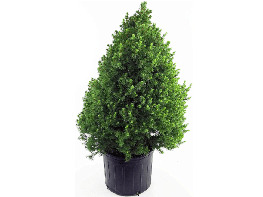 
Picea glauca 'Conica' (Dwarf Alberta Spruce) Evergreen, #2 - Size Container