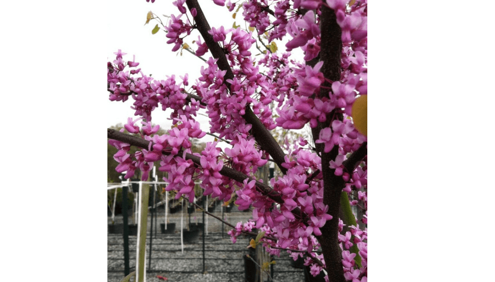 
Live Plant - Eastern Redbud Tree (Cercis Canadensis) 1 Year Old Plant 6-9 inches high