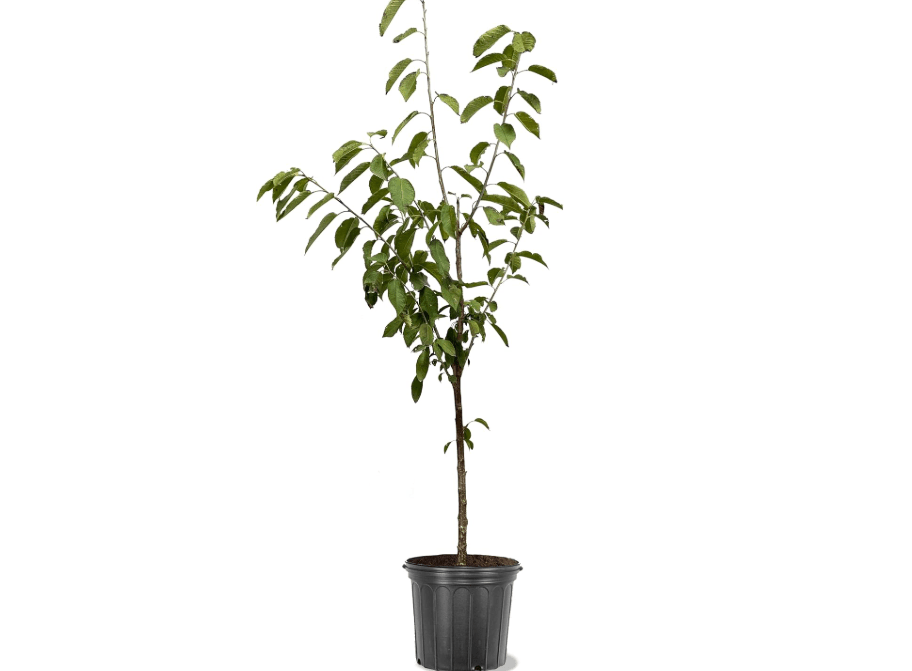 American Plant Exchange Cherry Tree 'Bing' – Live Fruit-Bearing Plant, 2-3 ft Tall, 5-Gallon Pot, Cold-Hardy, Juicy & Sweet Dark Red Cherries