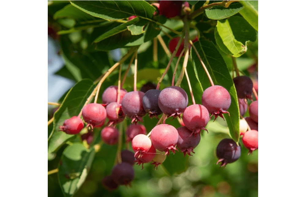 
Amelanchier lamarckii (Juneberry, Snowy Mespilus) Fruit Seeds, Attractive Appearance in Spring and Fall, Seeds by MySeeds.Co, You Choose The Amount (4 Grams