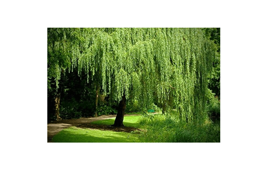 
8 Weeping Willow Trees - Salix Babylonica - Beautiful Arching Canopy - Ready to Plant