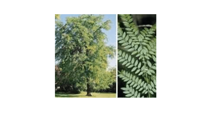 
Bald Cypress Taxodium Distichum | 30 Live Plants | Fast Growing Tree, Wetland Tolerant, Deciduous, Ornamental Foliage, Shade Provider, Landscaping Favorite,..