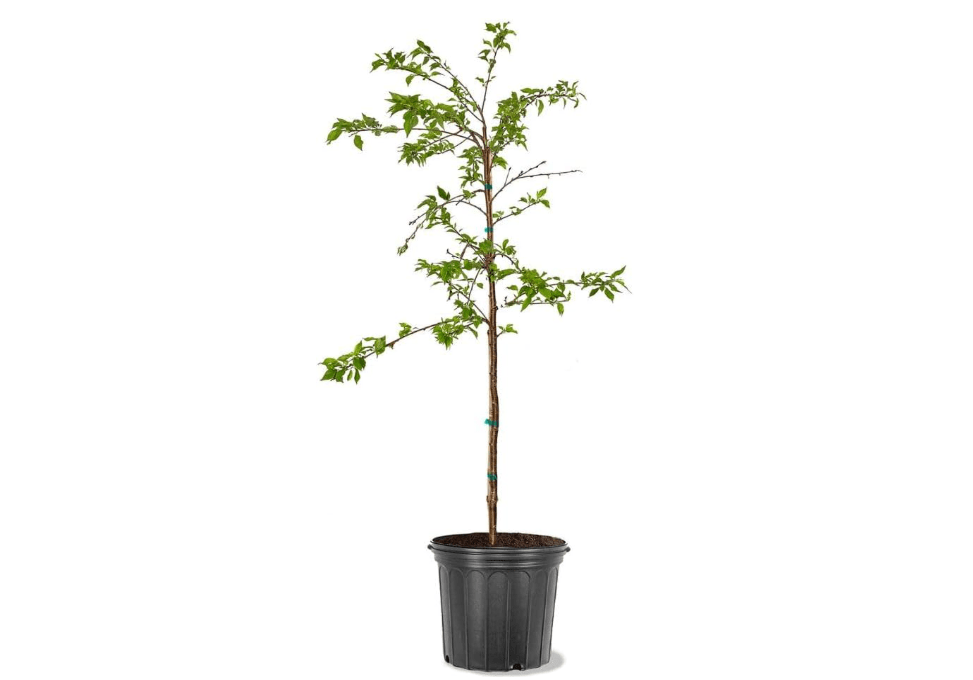 
Generic Cherry Flowering Tree, 5 gal. (Yoshino), Green