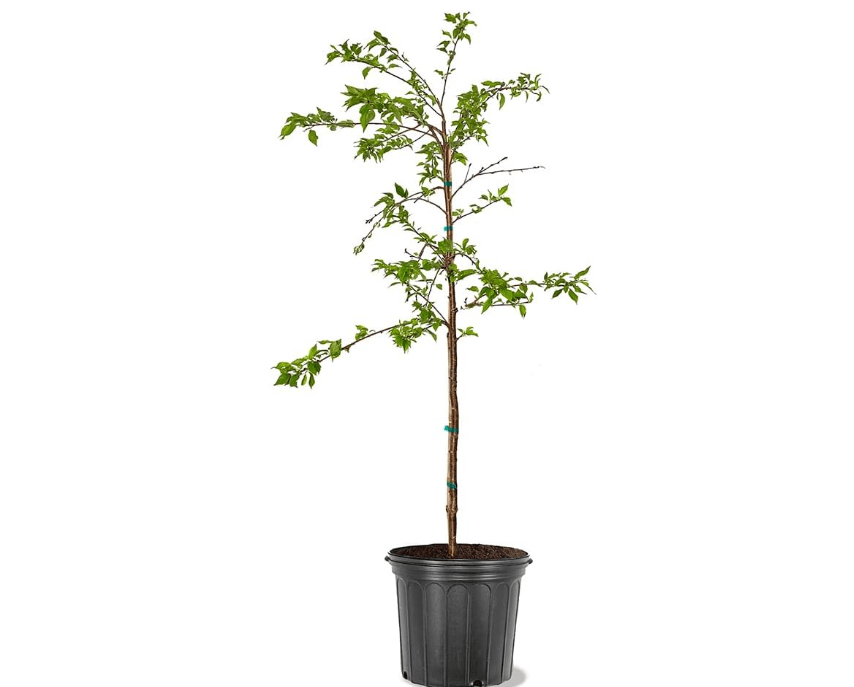 Cherry Fruiting Tree (Rainier Sweet, 7 gal.) (Due to Agricultural Laws, we Cann