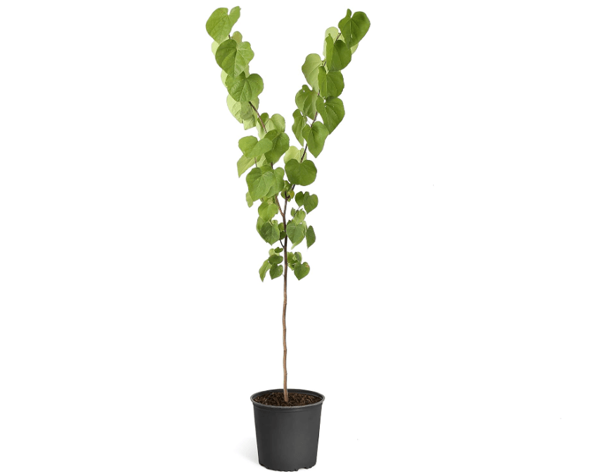 
Brighter Blooms - Eastern Redbud Tree, 5-6 Feet - Live Flowering Plant - No Shipping to AZ, OR