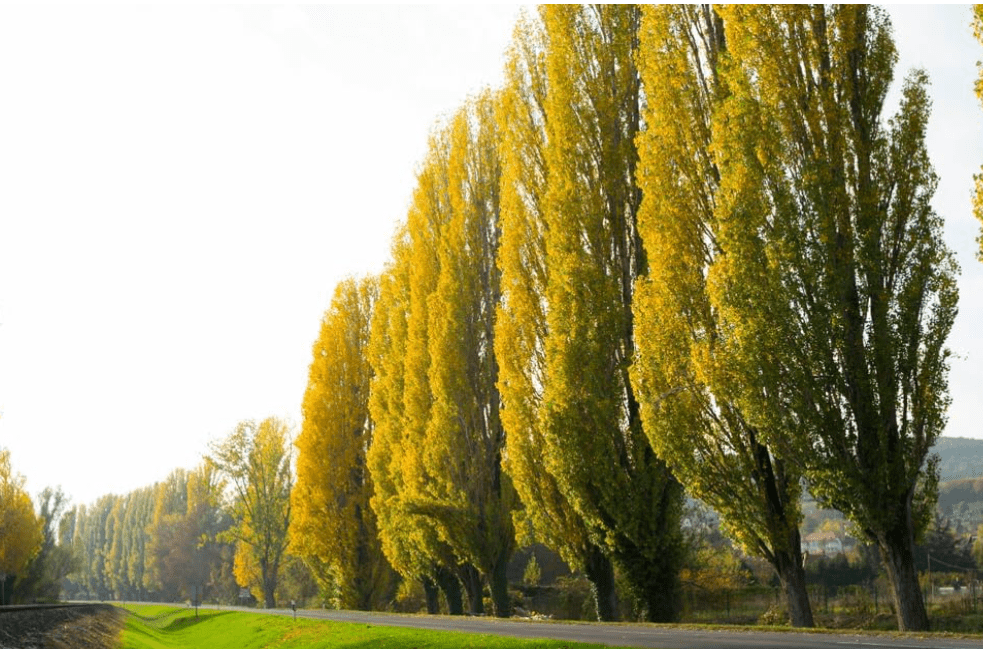 
15 Lombardy Poplar Trees for Planting - Great for Privacy, Wind Block, Fast Growing Trees