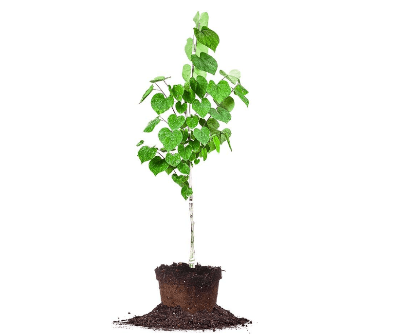 
Eastern Redbud - Size: 4-5 ft, Live Plant, Includes Special Blend Fertilizer & Planting Guide