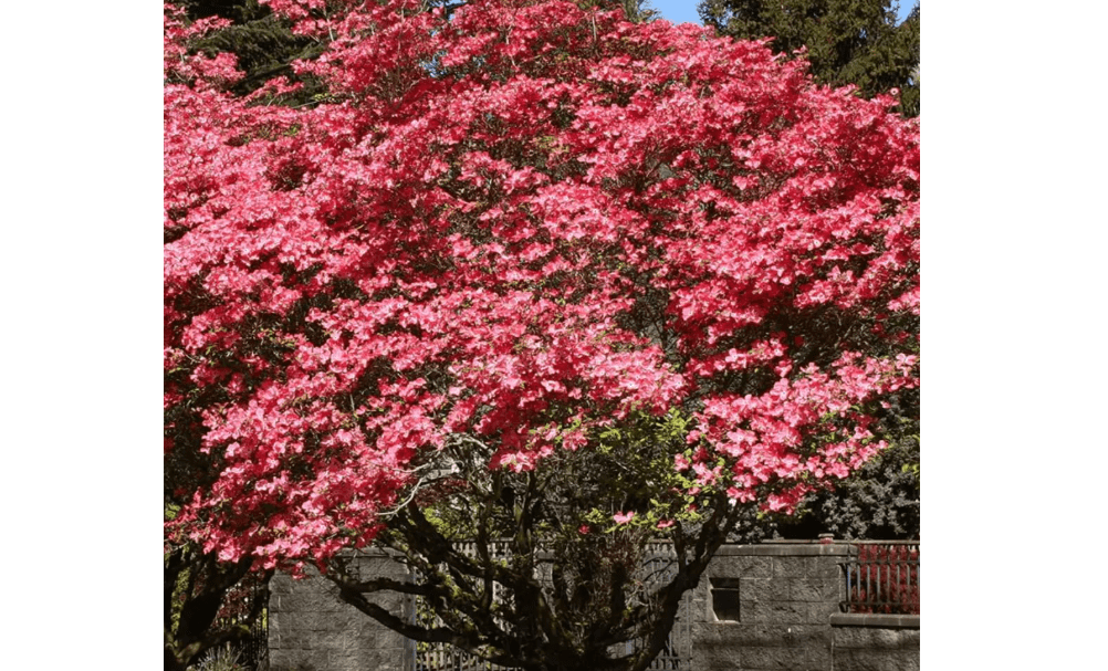 
Pink Flowering Dogwood Tree - Live Plant - 12-18'' Tall Seedling - 2.5'' Pot - Ships Potted - Cornus florida var. rubra