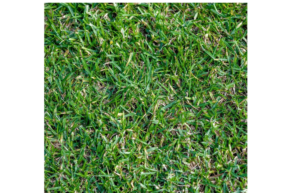 
Everwilde Farms - 1 Lb Buffalo Grass Native Grass Seeds - Gold Vault