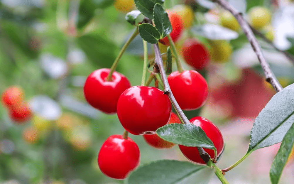 10 Evans Sour Cherry Tree Seeds for Planting - Prunus cerasus 'Evans'