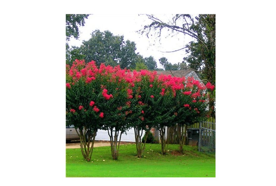 
6 Pack - Red Flowering Crape Myrtle Trees - Lagerstroemia - Quart Container - 6-12 Inches Tall