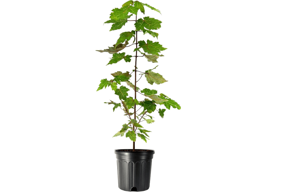
Red Maple | 3 Large Gallon Size Plants | Acer Rubrum | Fast Growing, Beautiful Fall Foliage, Shade Tree, Low Maintenance, Ideal for Landscaping