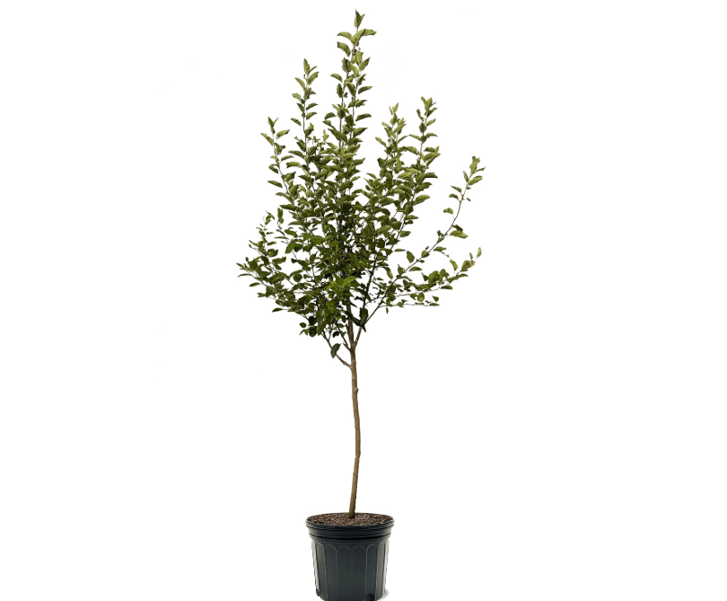 
Liberty Apple Tree, Premier Size, Fruits 2 Years Faster, Largest Deliverable Size, 7 gal. Nursery Pot (Due to Agricultural Laws, we Cannot Ship to CA, A