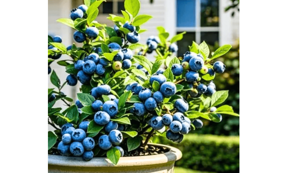 
2 Blueberry Plants Live for Planting, Blueberry Bushes Live Plant 1 Year Old, Fruit Tree Live Blueberry Plant Highbush Blueberry Plant (Assorted Blueberry