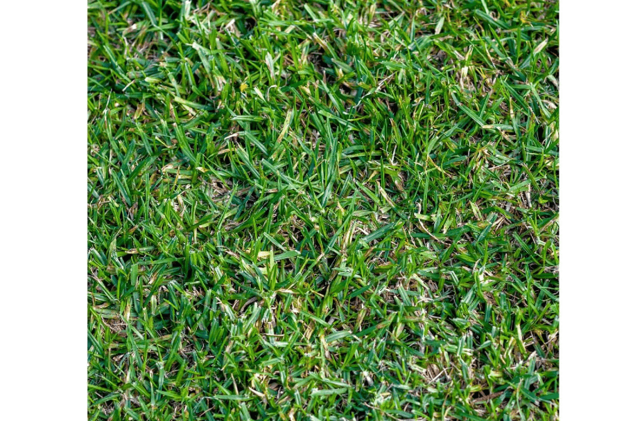 
Everwilde Farms - 1/4 Lb Buffalo Grass Native Grass Seeds - Gold Vault