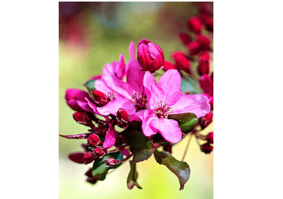 
Profusion Crabapple Tree, Pink Flowering, Ornamental Value Hardy, 7 gal Nursery Pot (Due to Agricultural Laws, we Cannot Ship to 