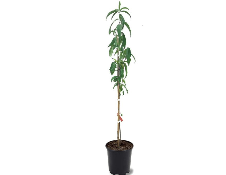 
Belle of Georgia Peach Tree, Cold Hardy, Deciduous, Self-Pollinator, 1 gal Nursery Pot, 1-2 ft Tree Height (Due to Agricultural Laws, we Cannot Ship to CA,