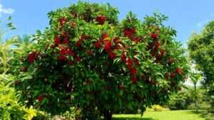 Barbados Acerola Cherry Tree