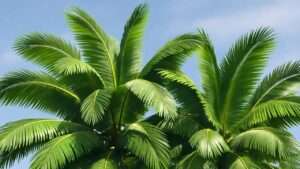 King Palms Plants