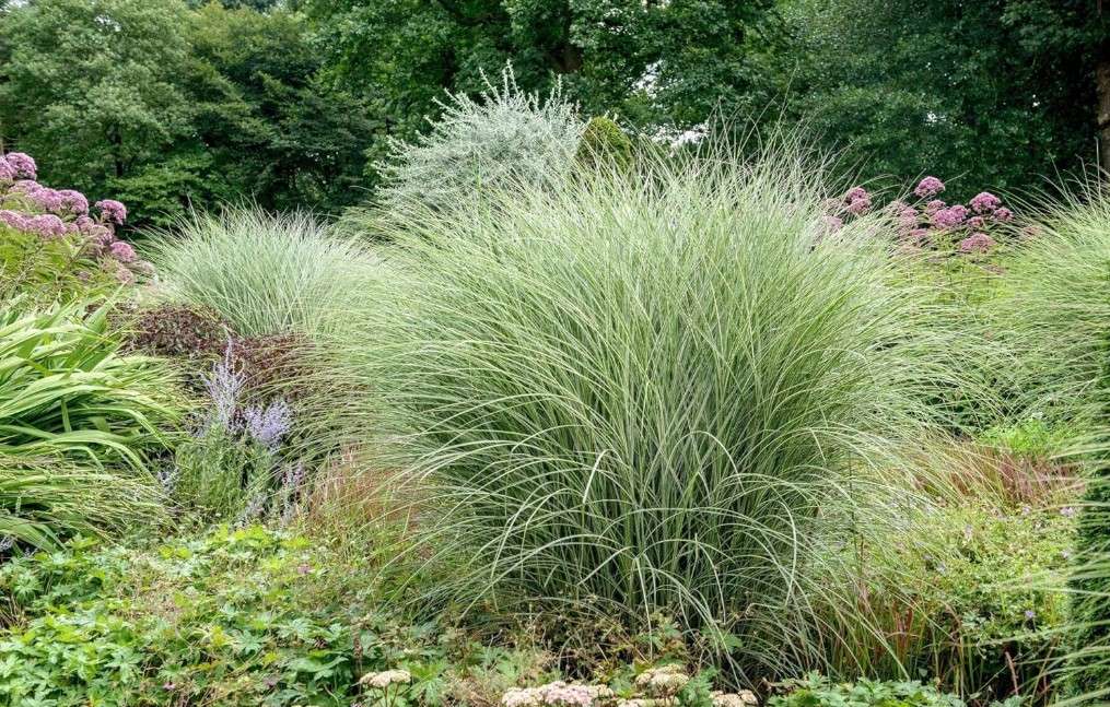  Morning Light Maiden Grass-Ornamental Grass for Gardens 3 Gallon 3 Gallon