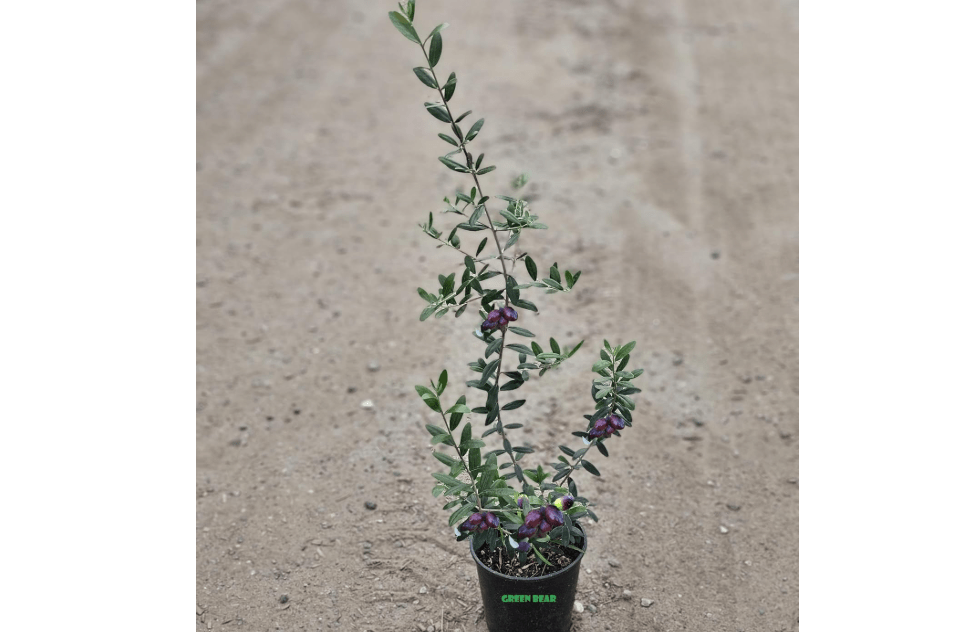 
Manzanillo Olive Tree Live Plant Cold Hardy Fruiting Olive Tree Plant Ships Potted Olea europaea 'Manzanillo' Manzanilla Olive