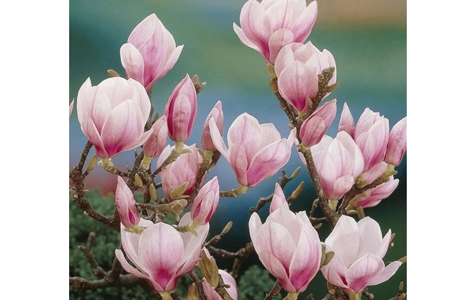 
2 Saucer Magnolia Trees - Magnolia x Soulangeana, 6-12” Tall, Live Shrub in 2.5” Pot - Perfect for Gardens & Landscaping