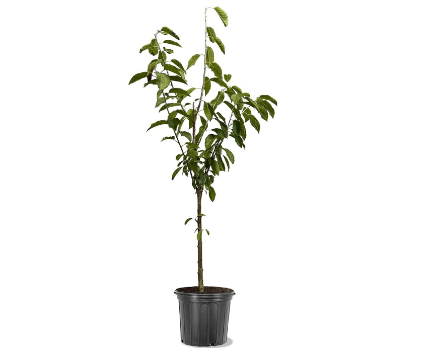 Cherry Fruiting Tree (Sweetheart, 7 gal.) (Due to Agricultural Laws, we Cannot Ship to
