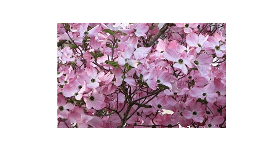 
Beautiful Flowering Dogwood Tree (YUN2) Healthy Live Plant (Pink)