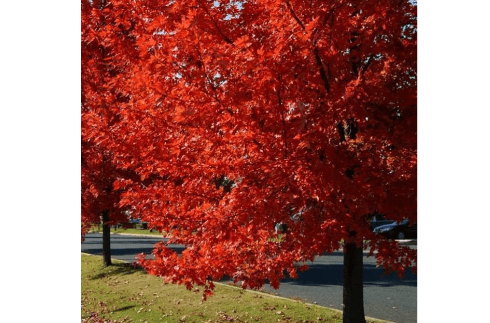 
Autumn Blaze Maple Tree - 1 Gallon, Established Roots Potted - Acer x Freemanii, Fast Growing Tree, Fall Colors
