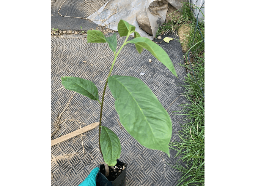 
1 Year Old Pawpaw Plant, Asimina triloba (Poor Man's Banana), 5-10“ Tall
