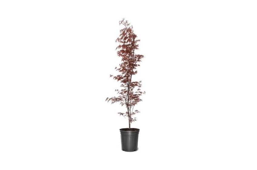 
Japanese Red Maple, Compact, Deciduous, Bright Red Leaves, 3 gal, Nursery Pot (Due to Agricultural Laws, we Cannot Ship to CA, AZ, AK, or HI)