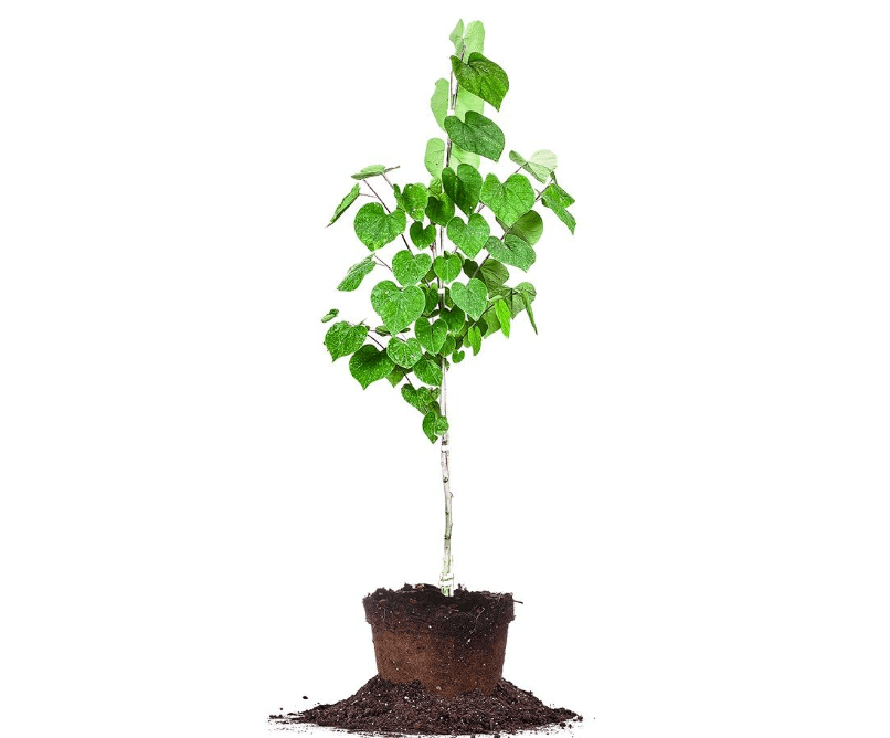 
Eastern Redbud - Size: 4-5 ft, Live Plant, Includes Special Blend Fertilizer & Planting Guide