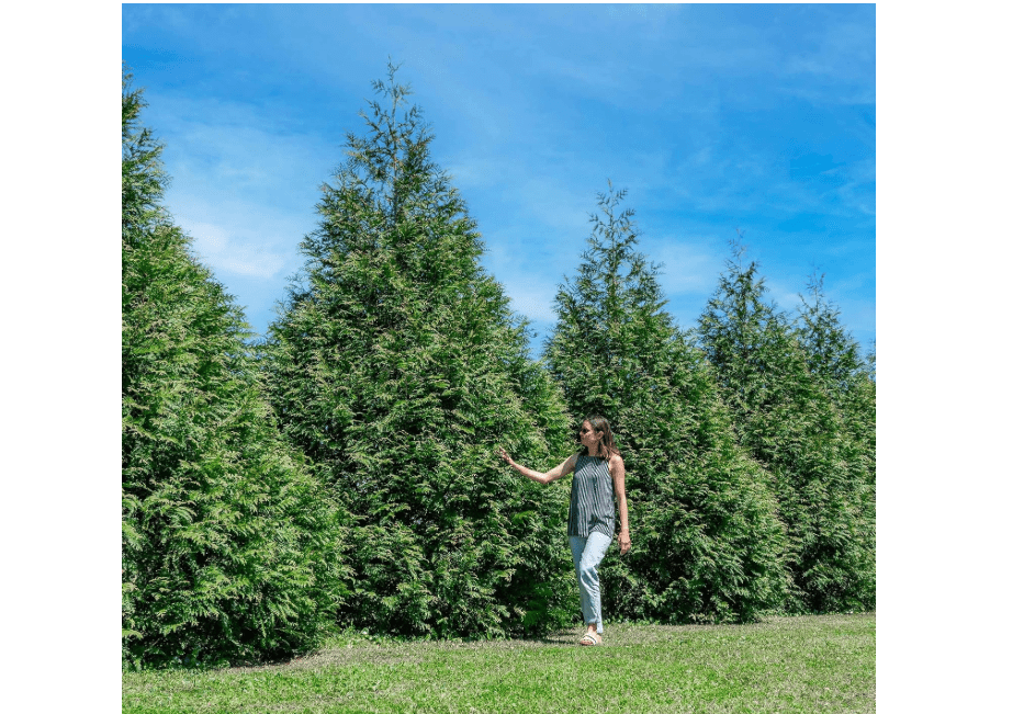 
PERFECT PLANTS Thuja Green Giant Plant 18-Pack | Large Evergreen Arborvitae Liner | Privacy Landscaping Kit in a Box
