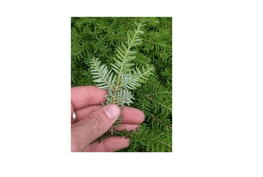 Generic New Fresh 10pcs Eastern Hemlock Tree Seeds