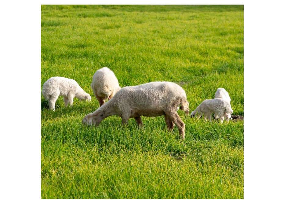Outsidepride Great Gains Seeds - 25 lb. Perennial, Drought & Cold Tolerant, Pasture Seeds for Planting High Sugar Grass Leaves, Ideal for Sheep 