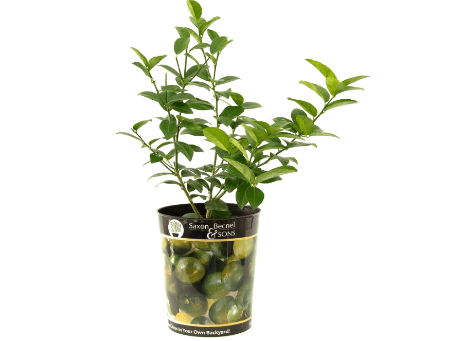 
Garden State Bulb Persian Lime Tree, Citrus Live Plant (1 Gallon Growers Pot) Cannot Ship F