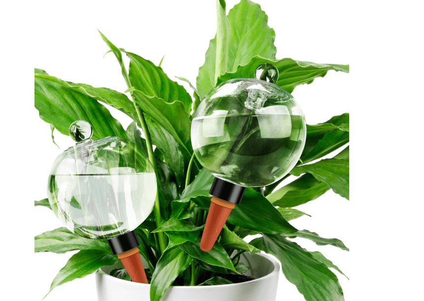  Soilagua 19 oz Extra Large Plant Self Watering Globes Top Fill, Plastic Water Bulbs, Slow Release Terracotta Self Watering Planter Insert, Plant Watering